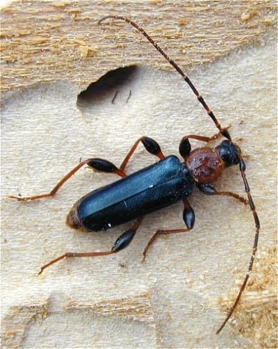 tesarik skladistni 2